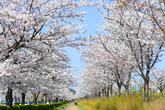 Cherry Blossom in Gangneung