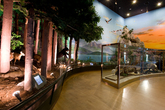 Forest Museum ..