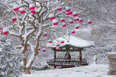 Lotus Lantern in the winter