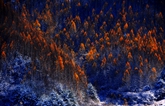 White Birch Forest
