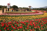 Tulips Tulips