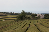 Dosun Tea Plantation
