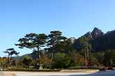 Sokcho Korean Red Pine