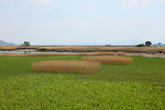 Suncheonman Bay Ecological Park Suncheonman Bay Ecological Park