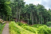 Pocheon Healing Forest