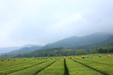 Boseong Dawon (Tea Plantation,Tea Farm)