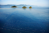 Sea Farms