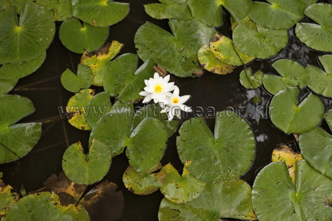 Lotus Flowers 