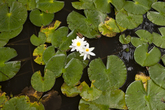 Lotus Flowers 