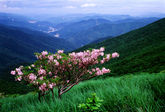 Royal Azaleaes of Mt. Hambaeksan