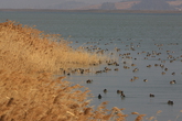 Habitat of Migratory Birds-Gocheonam Lake