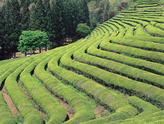Boseong Dawon,Tea Plantation,Tea Farm