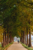 Gongju Metasequoia Tree Road