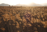 Suncheonman 