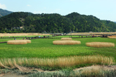 Suncheonman Bay Ecological Park