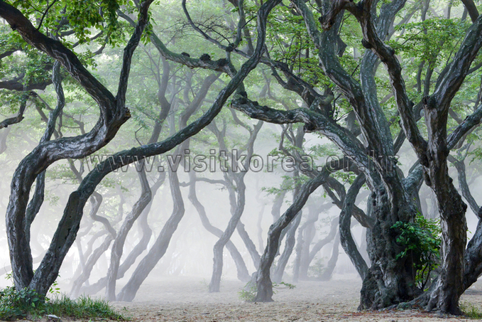소사나무 숲