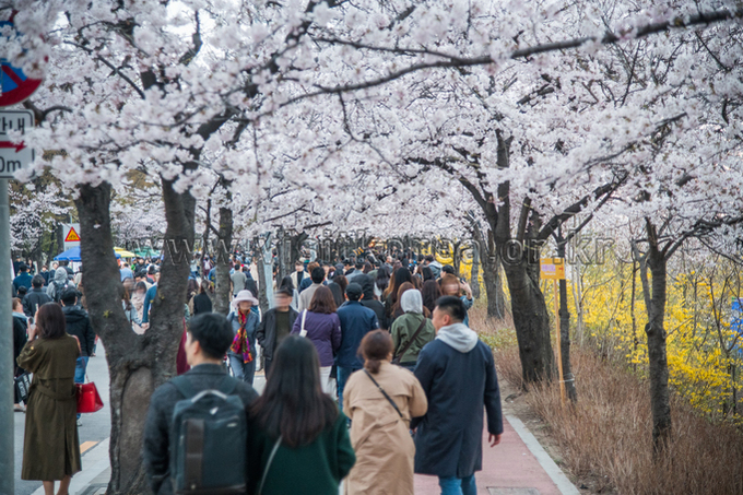 2019 영등포 여의도 봄꽃축제