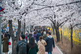 2019 Yeongdeungpo Yeouido Spring Flower Festival