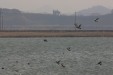 Habitat of Migratory Birds-Gocheonam Lake