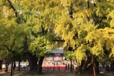 Ginkgo Tree at Seoul Munmyo