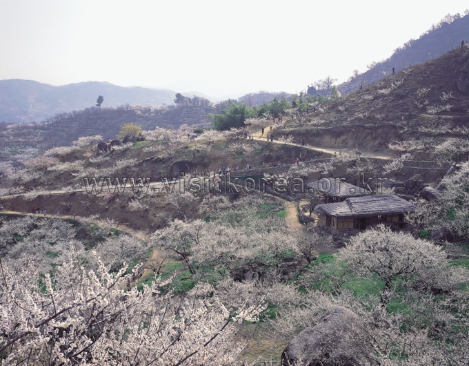 Maehwa Village 