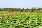 Gyeongpo Prickly Water Lily Wetland