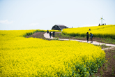 Anseong Farmland