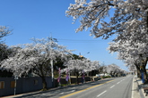 Cherry Blossom in Samcheok