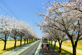 Cherry Blossom in Yangyang