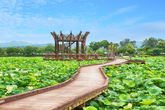 Hoesan White Lotus Pond in Muan