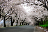 Hwagae 4km Cherry Blossom Road