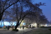 Cherry Blossom of Children's Grand Park