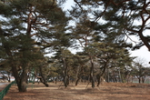 Pine Forest in Geumdangsil