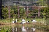 Yesan Stork Park