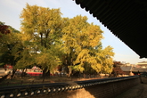 서울문묘 은행나무