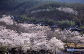 Cherry Blossom Cherry Blossom
