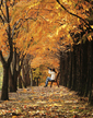 Fall Sonata
