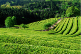 Boseong Daehan Green Tea Farm Boseong Daehan Green Tea Farm