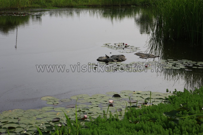 Suncheonman Bay Ecological Park 