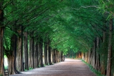 Damyang Metasequoia Tree Road