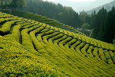 Boseong Green Tea Field 