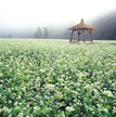 Buckwheat Flowers Field, Bongpyeong Buckwheat Flowers Field, Bongpyeong
