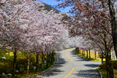 Cherry Blossom in Hongcheon