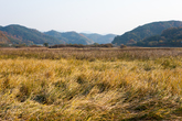 Jeongyang Wetland