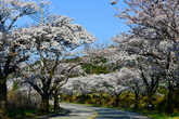 Cherry Blossom in Sokcho