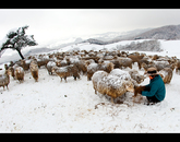 Sheep Ranch