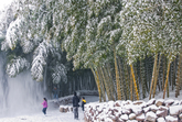 Damyang Bamboo Theme Park Damyang Bamboo Theme Park