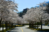 Cherry Blossom in Hongcheon