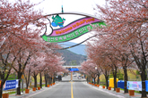 Cherry Blossom in Jeongseon