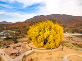 Ginkgo Tree of Bangye-ri, Wonju